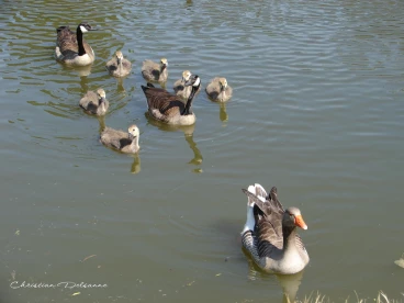 Martel mai2020    (4)