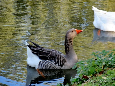 Martel octobre2019 (28)