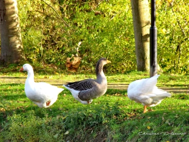 Martel novembre2018   (11)