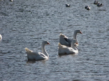 Martel octobre2020   (7)