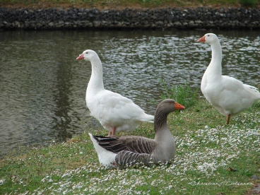 Martel avril2020    (34)