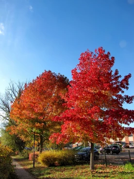 Martel 08-11-18 15-53-20