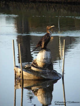 Martel 17-11-21 17-12-00 1