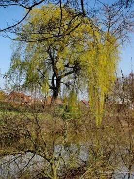 Martel mars2022   (4)