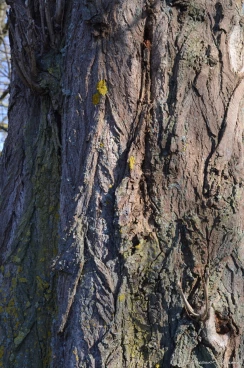 Martel mars2020   (34)