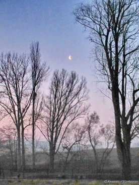 Martel mars2019   (1)