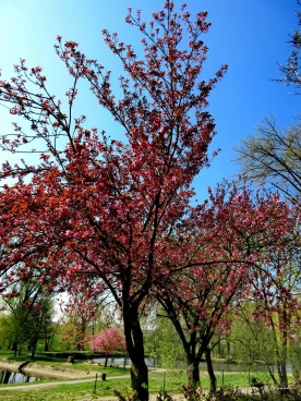 Martel avril2019    (20)