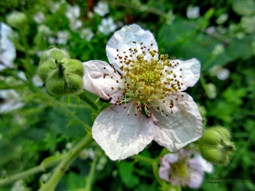 Martel juin2019  (6)