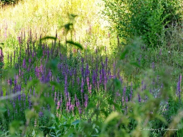 Martel aout2022   (3)