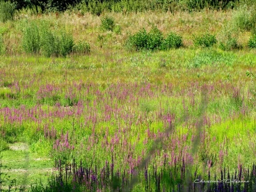 Martel aout2022   (2)