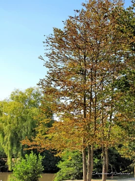 Martel aout2022   (8)