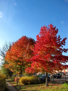 Martel novembre2018   (9)