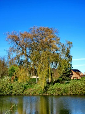 Martel novembre2020   (16)