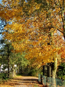 Martel novembre2018   (1)