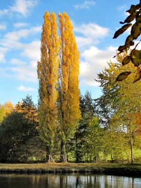 Martel novembre2018   (4)