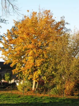 Martel novembre2021   (73)