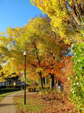 Martel novembre2018   (14)