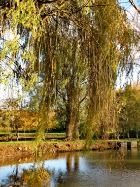 Martel novembre2018   (3)