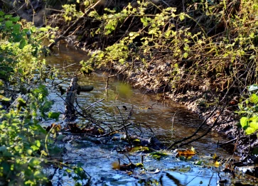 Les étangs Martel en novembre
