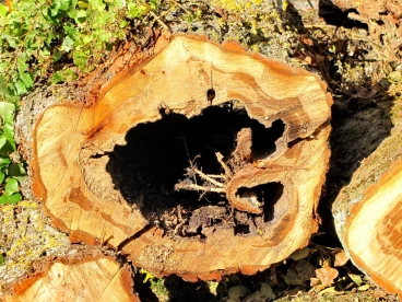 Martel octobre2020   (19)