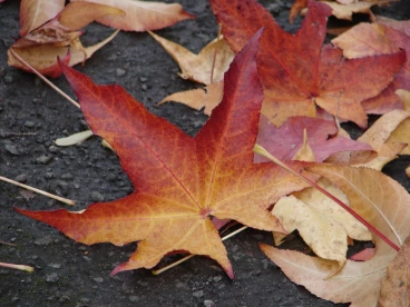 Martel octobre2020   (24)