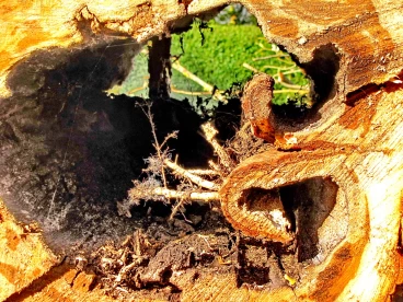 Martel octobre2020   (20)