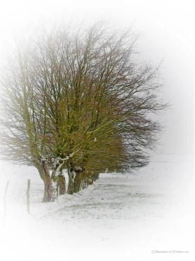 Martel janvier2009   (6)