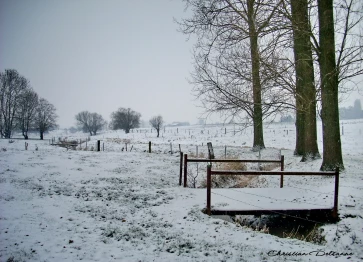 Les étangs Martel durant l'hiver 2009
