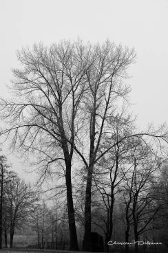 Martel decembre2016    (1)