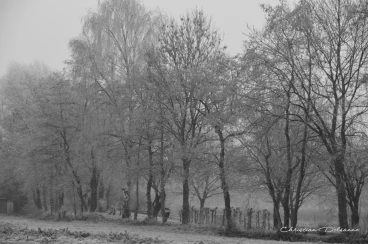 Martel decembre2016    (3)