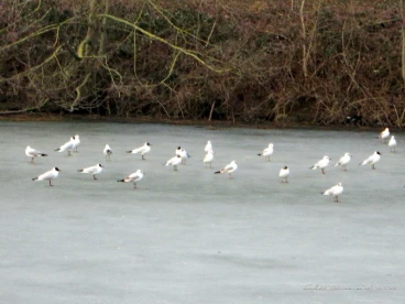 Martel mars2018   (8)