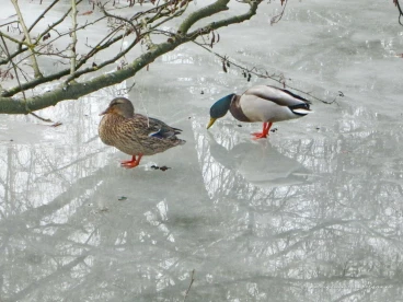 Martel mars2018   (12)