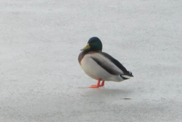 Martel mars2018   (5)