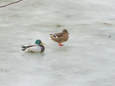 Martel mars2018   (9)