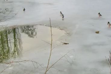 Martel mars2018   (6) bis