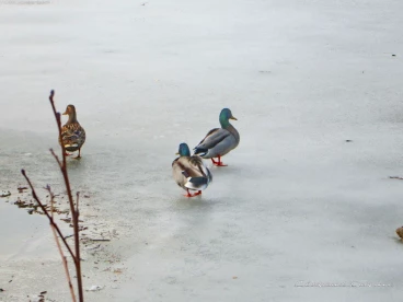 Martel mars2018   (3)