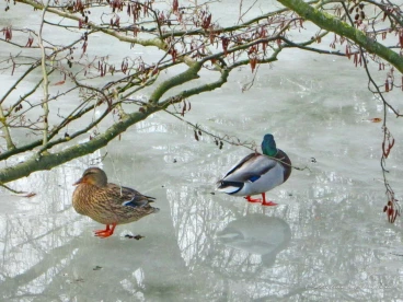 Martel mars2018   (11)