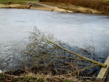 Martel mars2018   (2)