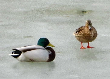 Les étangs Martel durant l'hiver 2018