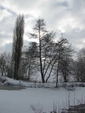 Martel janvier2019  (46)