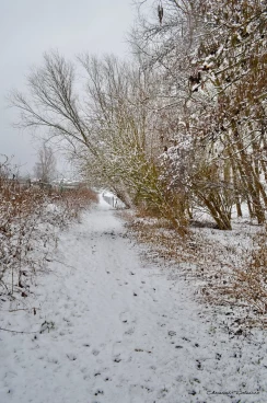 Martel janvier2019  (9)