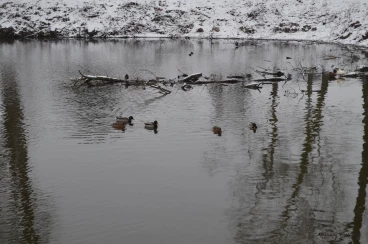 Martel janvier2019  (14)