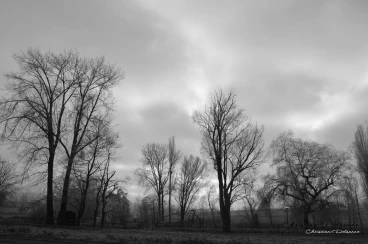 Martel janvier2020  (10)