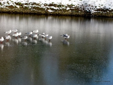 Martel fevrier2021   (59)