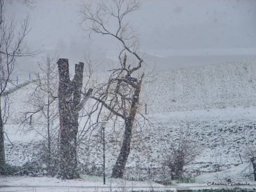 Martel janvier2021  (4)