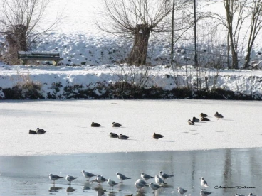 Martel fevrier2021   (45)