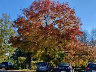 Martel  20241024 012