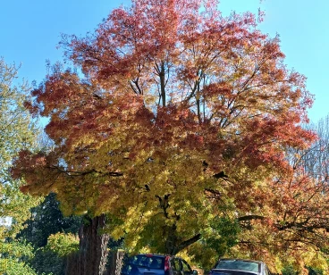 Martel  20241024 015