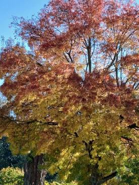 Martel  20241024 014