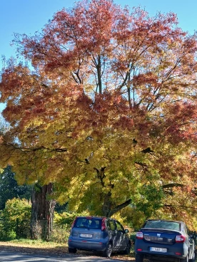 Martel  20241024 013